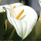 files/blumen/calla.jpg